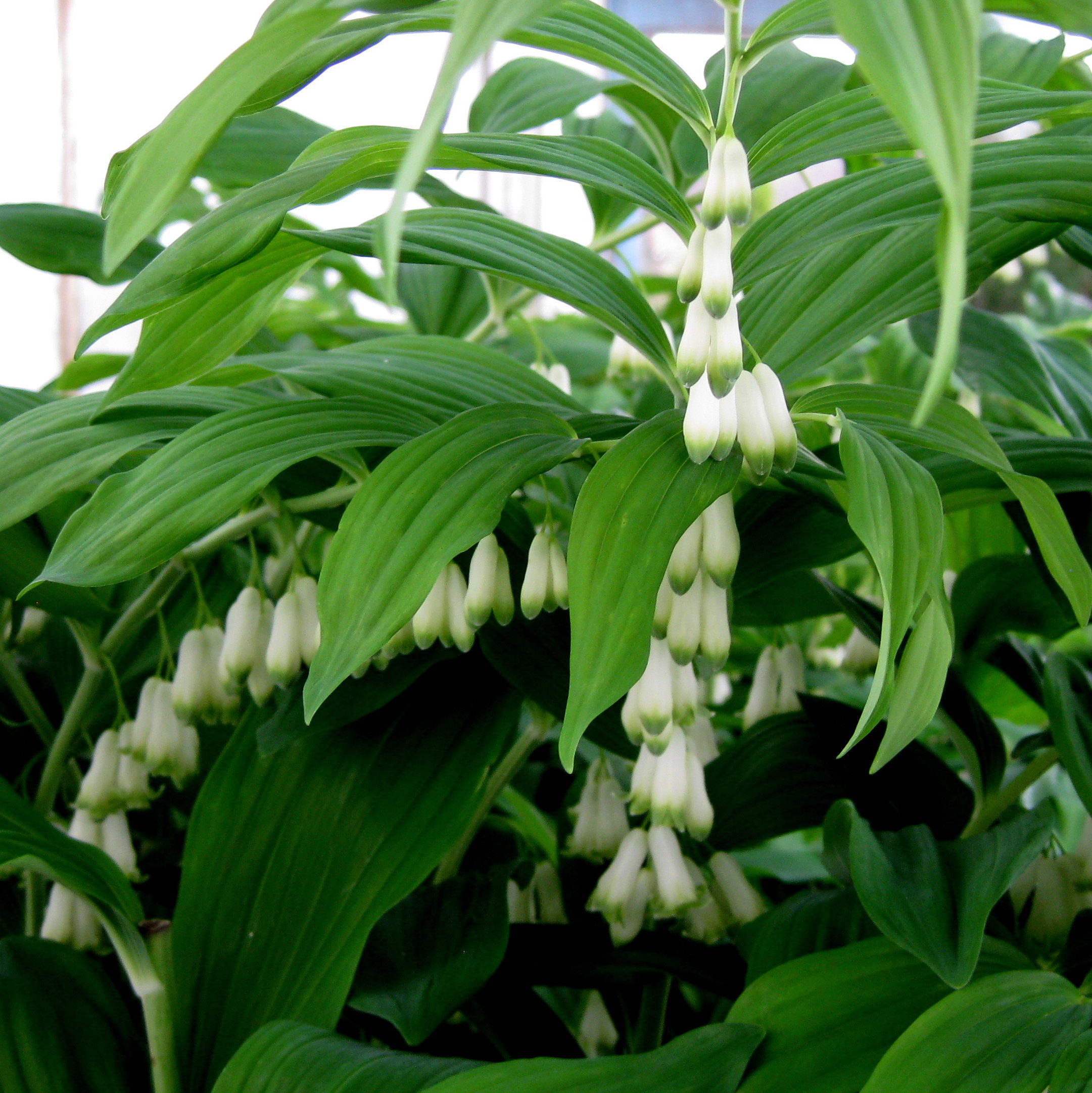 Polygonatum lasianthum